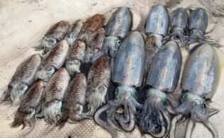 ティップランでキロアップ連発中！