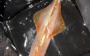 2026.2.12 佐賀県北部　ササイカ