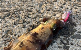 2026.2.14 糸島・唐津方面　アオリイカ