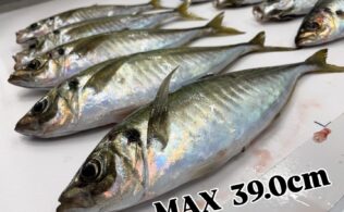 アジングでMAX39.0cm！