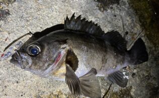 佐世保方面　メバル