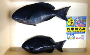 式見沖磯　グレ