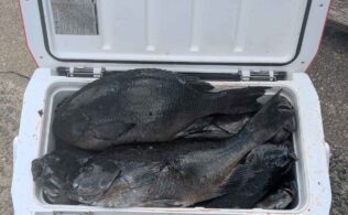 大角力A級　クロ