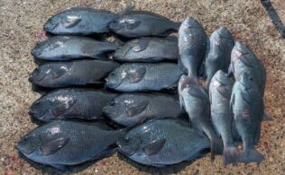 飛島磯釣り公園　高島