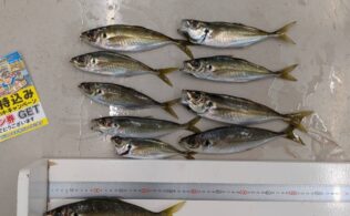 2026年3月16日　良型アジのお持ち込み頂きました☆