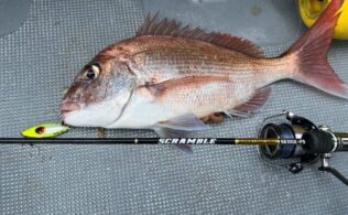 崎戸沖　タイラバで真鯛、根魚