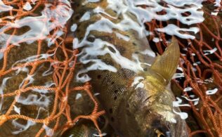 五ヶ瀬川水系解禁！！🎣