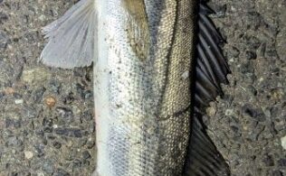 2026.3.17 福岡市内河川河口 スズキ