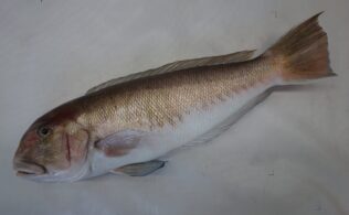 レアレアなお魚さん！