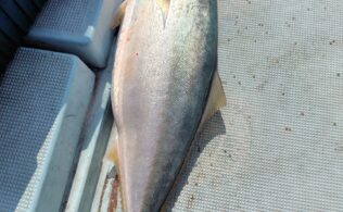 2026.3.18 壱岐沖　鰤