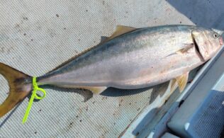 2026.3.20 玄界灘沖　鰤