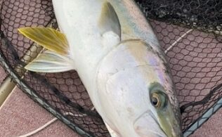 上五島沖　ヒラマサ　7kgまでが3匹