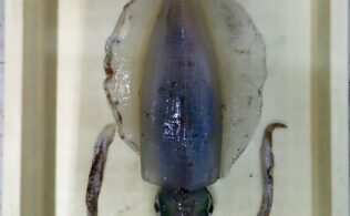 畝刈方面　アオリイカ