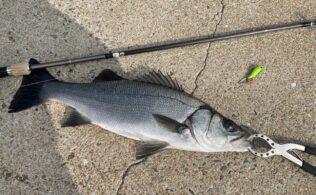 大瀬戸方面　沖磯周辺でヒラスズキ