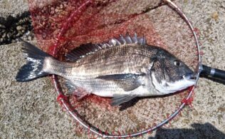 畝刈・三重方面　チヌ