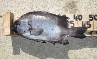 樺島、石鯛仕掛けで石鯛1枚目