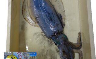 大瀬戸方面　アオリイカ