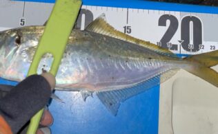 アジング　中層で連続HIT！