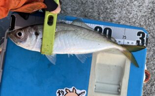 朝マズメに尺アジ連発！（私以外・・・）