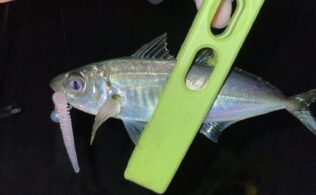 イージーシェイカーかめやオリジナル　強し！！