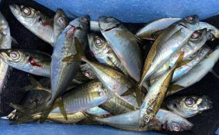 アジング　激渋・・・　