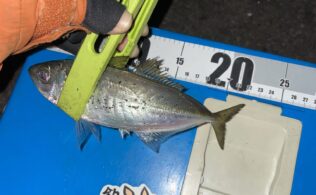 カサゴ祭りからの、アジ好調♬