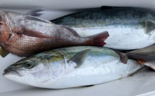 2026.3.19 玄界灘沖 青物・真鯛