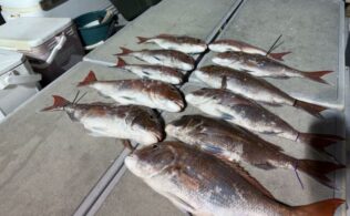 2026.3.21 玄界灘 真鯛