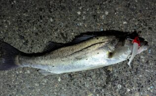 2026.3.10市内河川　スズキ