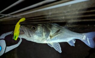 2026.3.15 市内河川河口　スズキ