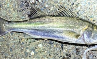 2026.3.3 市内河川 スズキ