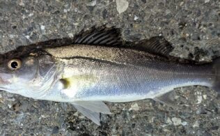 2026/3/4 福岡市漁港 スズキ