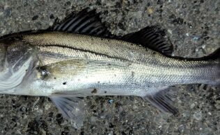 2026.3.2 市内河川 スズキ