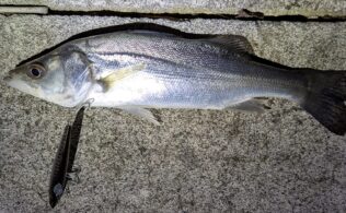 2026.03.11 市内河川 スズキ