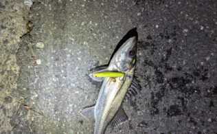 2026.3.16 福岡市内河川　シーバス