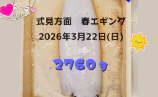 お客様お持ち込み釣果　アオリイカ