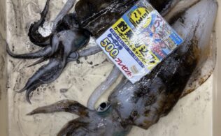 アオリイカのお持ち込み！