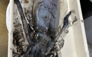 アオリイカキロアップ！！