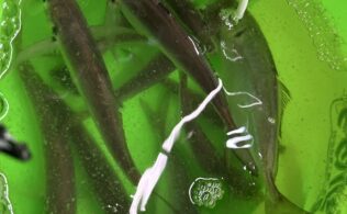 アジングで尺鯵登場！