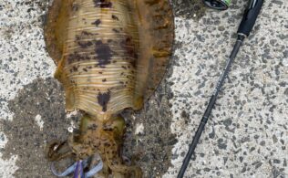 新長崎漁港　アオリイカ