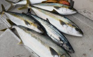 【遊漁船シーボンズ】ジギング釣果情報！