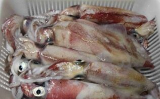 2026.3.5 呼子方面 ササイカ