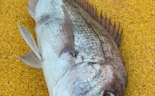 江ノ島沖　マダイなど