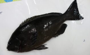 2026年3月7日　口太グレ＆黒鯛のお持込み頂きました★