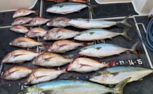 2026.3.13 玄界灘 青物・真鯛