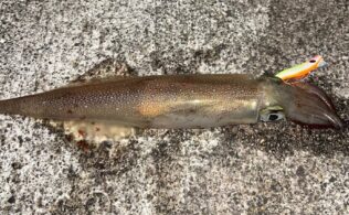 2026.3.7 糸島半島　ヤリイカ