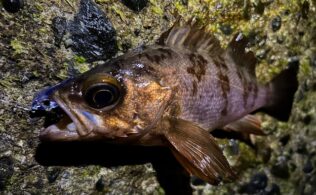 メバリング絶好調です！！！