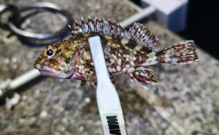 2026.3.12 佐賀・唐津方面　アジ・カサゴ