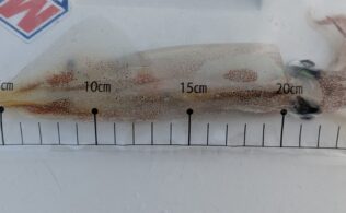2026.3.6 糸島市漁港 ヤリイカ