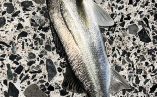 2026.4.14 博多湾 スズキ